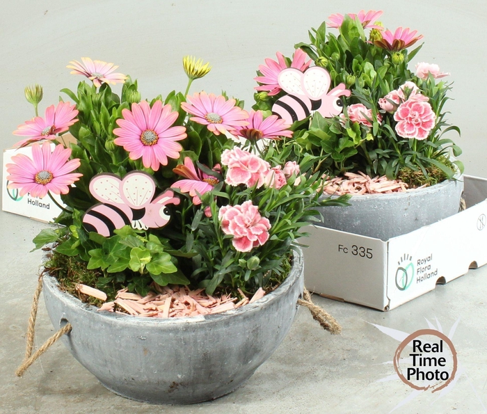 <h4>ARR TUINPLANTEN</h4>