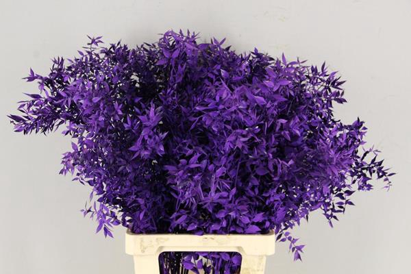 <h4>Df Ruscus 70cm Bs Dark Lilac</h4>