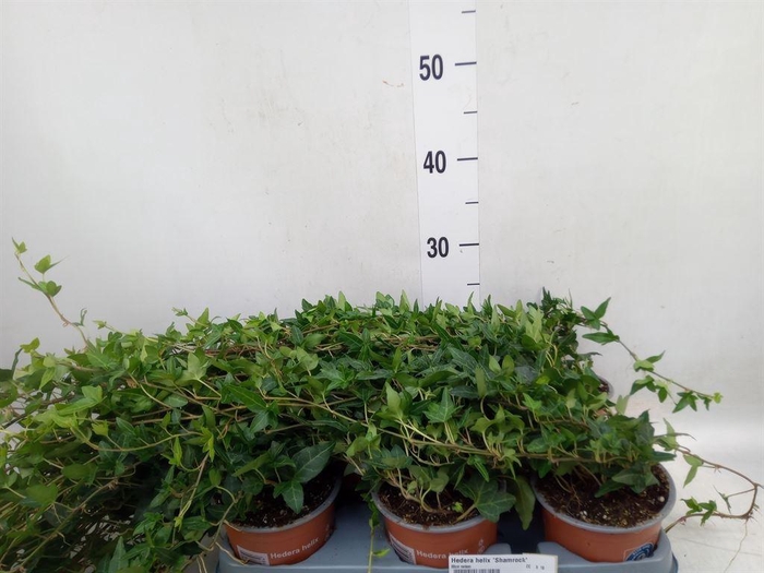 <h4>Hedera helix 'Shamrock'</h4>