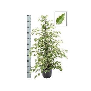 Fic Be Twilight 110cm 21cm Pot