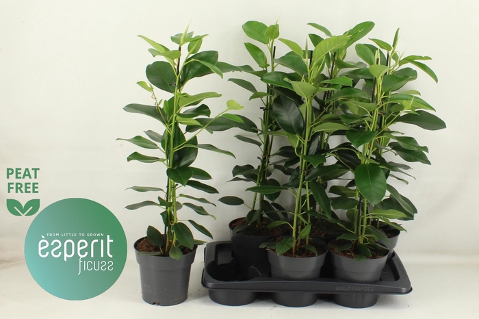 <h4>FIC MI FUJI</h4>