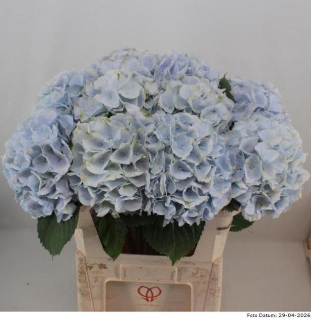 <h4>HYDR M CH VERENA BL</h4>