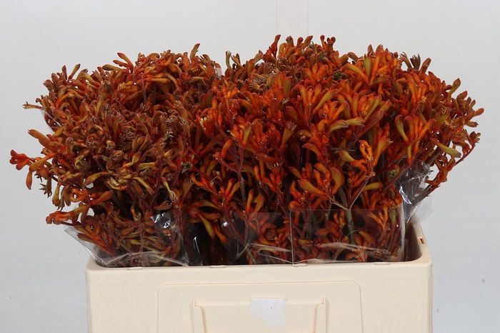 <h4>Kangaroo Paw Golden Girl</h4>