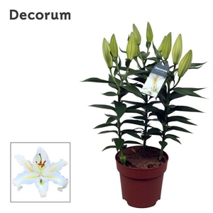 Lilium Or Starlight White 17cm