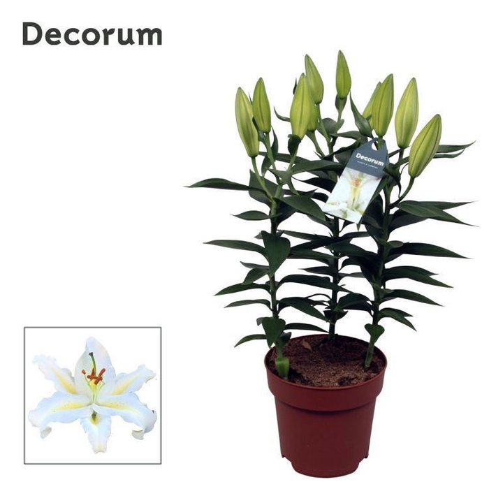 <h4>Lilium Or Starlight White 17cm</h4>
