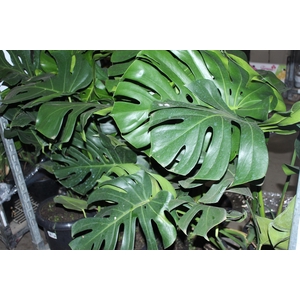 MONSTERA DELICIOSA P30