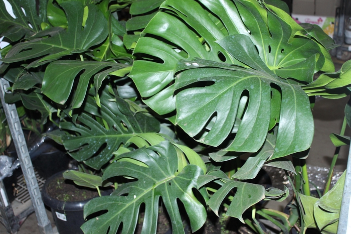 <h4>MONSTERA DELICIOSA P30</h4>