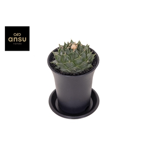 Cactus Obregonia Denegrii