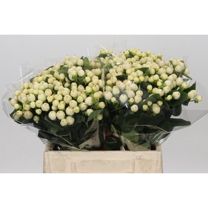 Hypericum Cool Romance