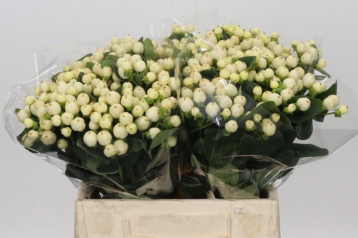 <h4>Hypericum Cool Romance</h4>