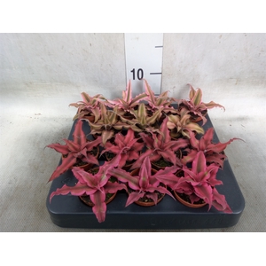 Cryptanthus   ...mix