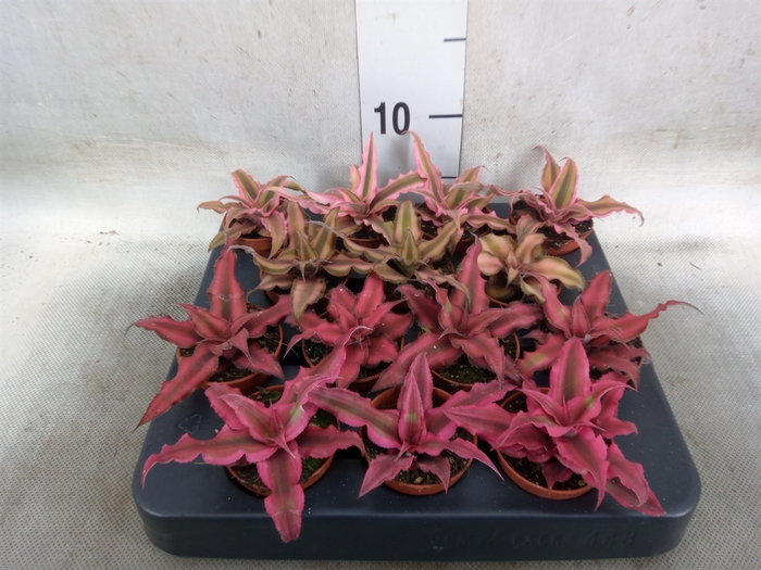 <h4>Cryptanthus   ...mix</h4>