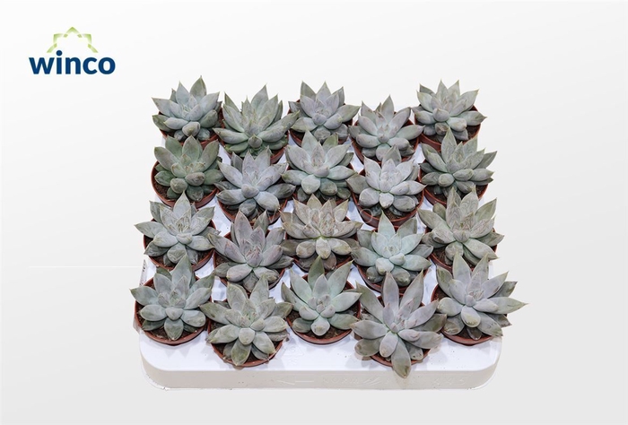 <h4>Echeveria Tolimanensis</h4>