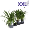 Agapanthus