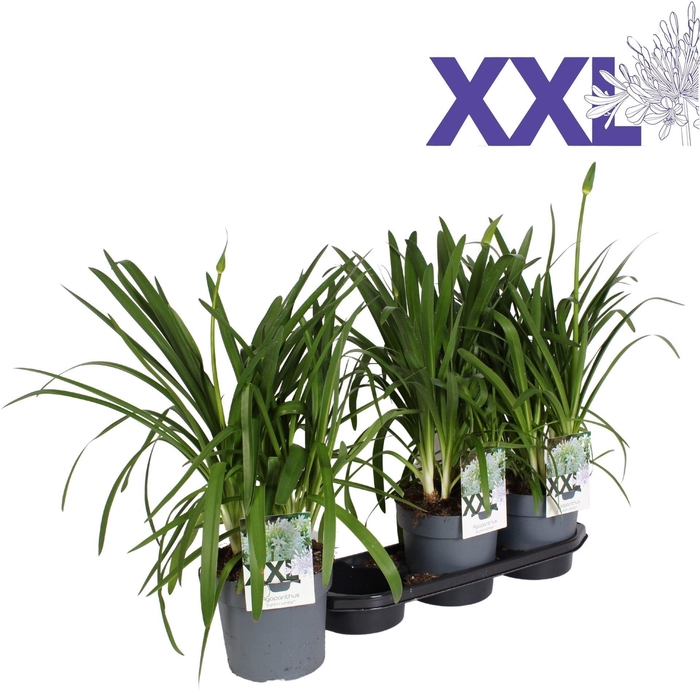 Agapanthus