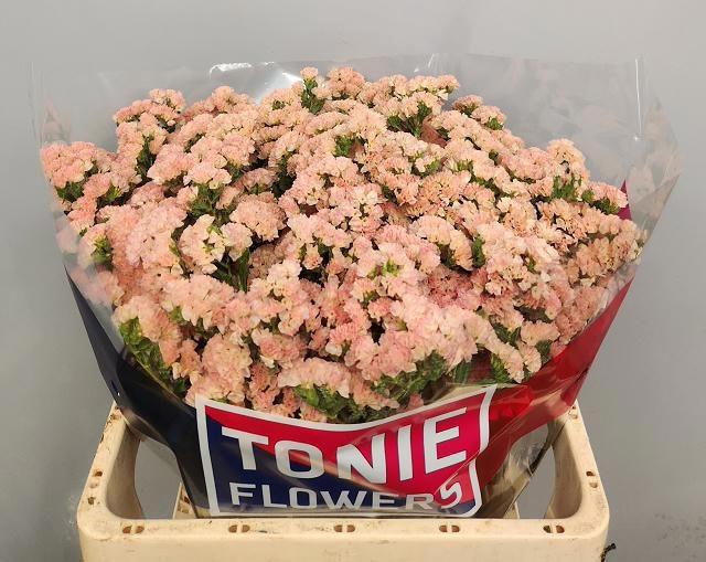 <h4>LIM S EMMA PEACH+</h4>