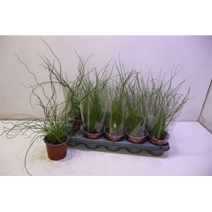 arr8 Juncus Ef Spiralis