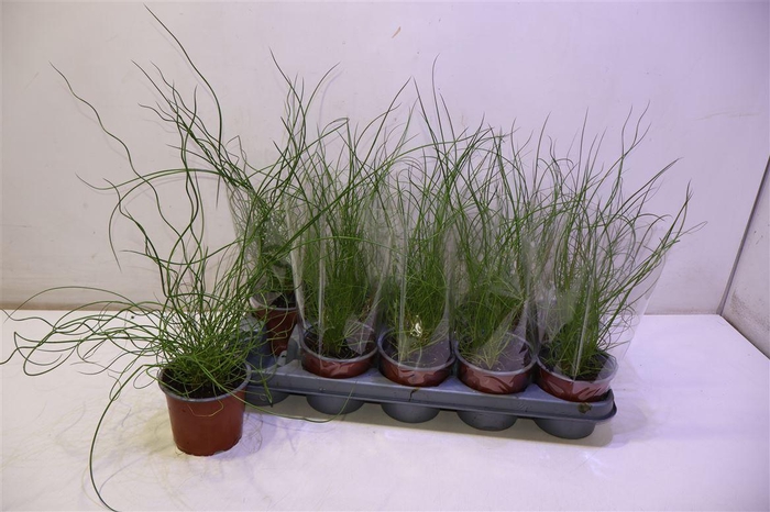<h4>arr8 Juncus Ef Spiralis</h4>
