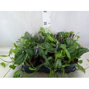 Monstera siltepecana