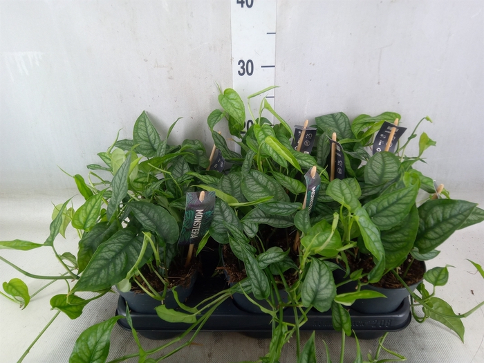 <h4>Monstera siltepecana</h4>