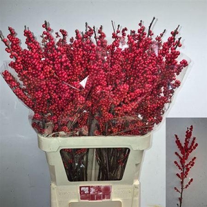 Ilex Red Dream 90cm