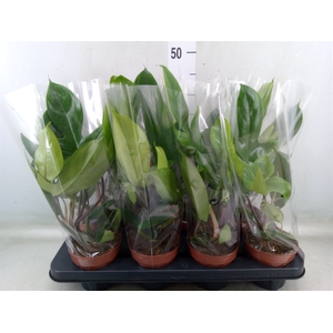 Philodendron   ...