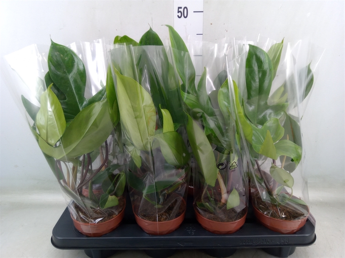 <h4>Philodendron   ...</h4>