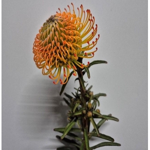 Leucospermum Orange Sunset