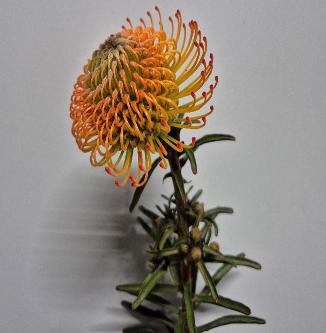 <h4>Leucospermum Orange Sunset</h4>