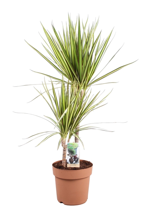 <h4>Dracaena Sunray 45-15</h4>