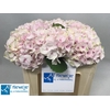 Hydrangea pastel pink light