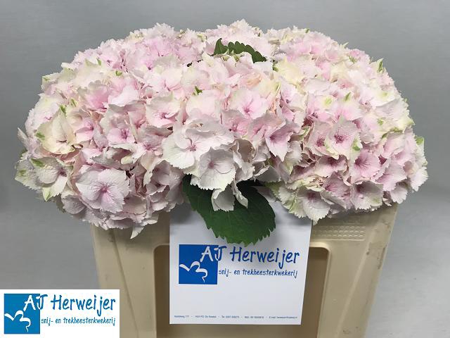 Hydrangea pastel pink light