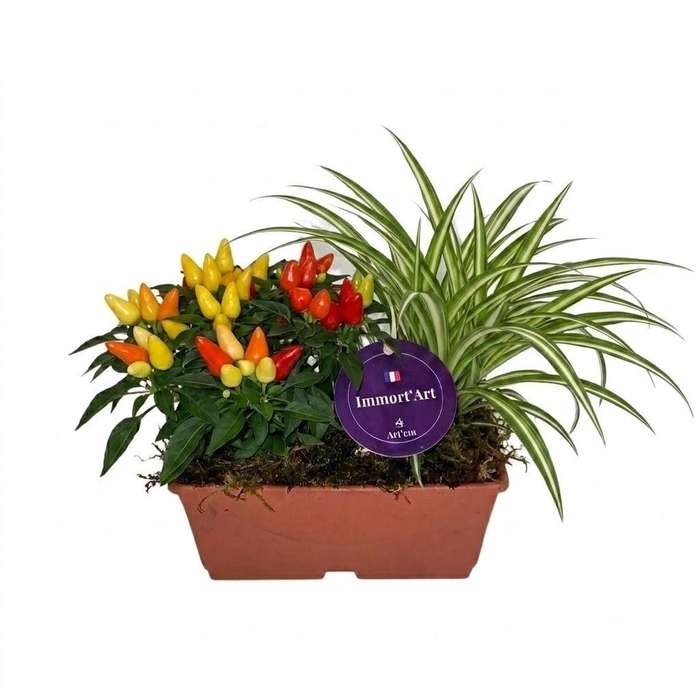 <h4>Assemblage intérieur tva bas</h4>