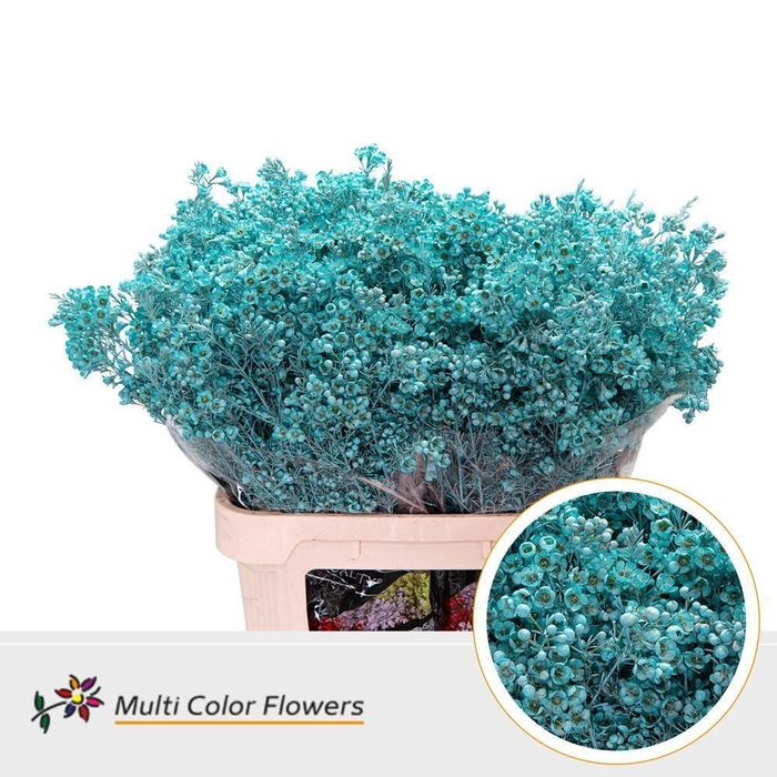 <h4>Chamelaucium Colored Wax Blue Light</h4>