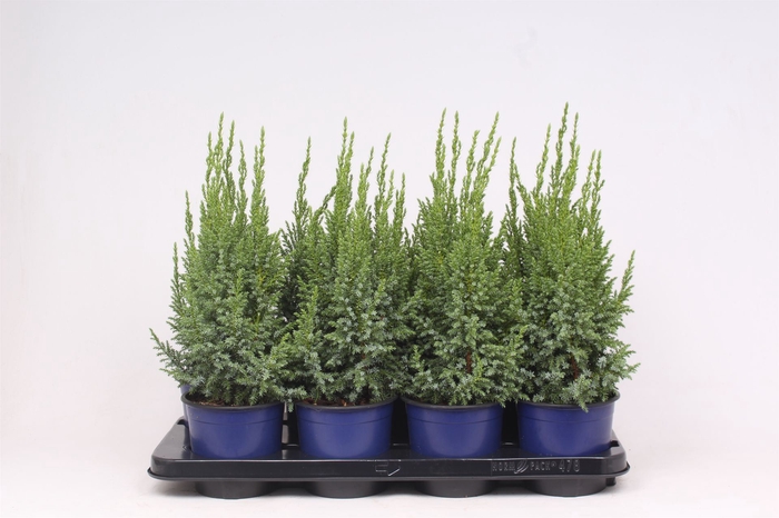 <h4>Juniperus pingii Loderi</h4>