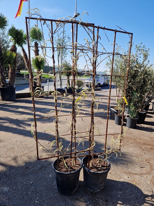 <h4>WIST FL ALBA</h4>