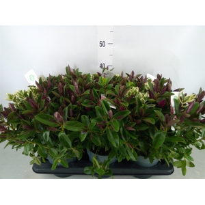 Hebe  'Addenda'   ...mix in pot
