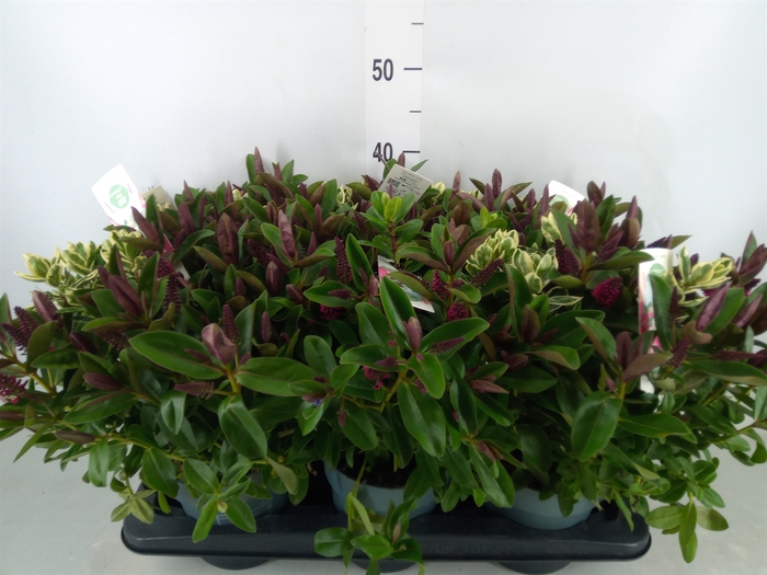 <h4>Hebe  'Addenda'   ...mix in pot</h4>