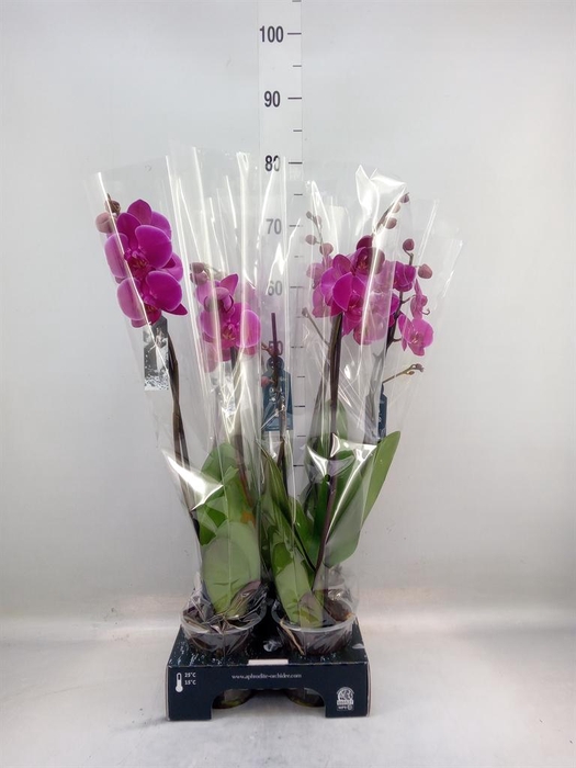 Phalaenopsis  'Ant Oudtshoorn'