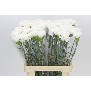 Dianthus St Holly