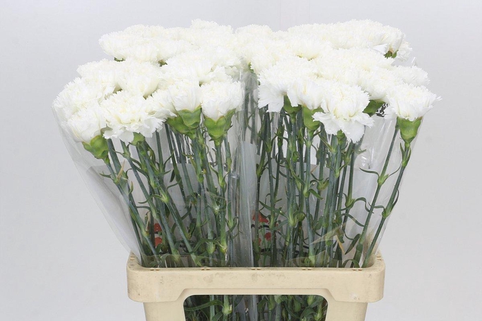 Dianthus St Holly