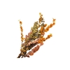 Eucalyptus Preserved Yellow Stuartiana