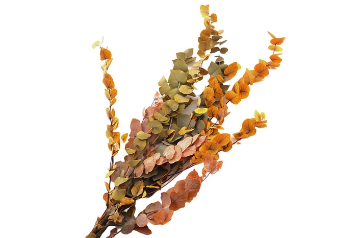 <h4>Eucalyptus Preserved Yellow Stuartiana</h4>
