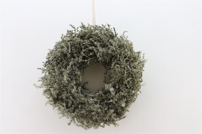 <h4>Wr Asparagus Wax Antique Olive 23cm</h4>