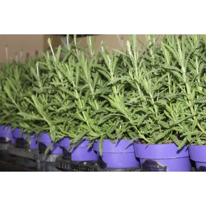 LAVANDULA ANGUSTIFOLIA P15