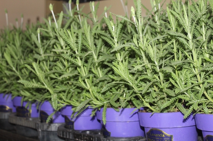 <h4>LAVANDULA ANGUSTIFOLIA P15</h4>