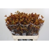 Anigozanthos Gold Fever