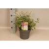 vaste planten 19 cm  Nepeta Snowflake (white)
