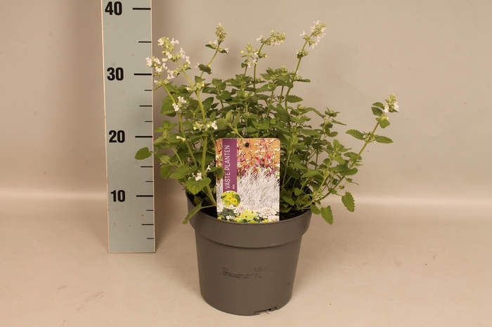 vaste planten 19 cm  Nepeta Snowflake (white)