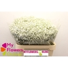 Gyps Pa Cosmic White 80cm 750 gr EC